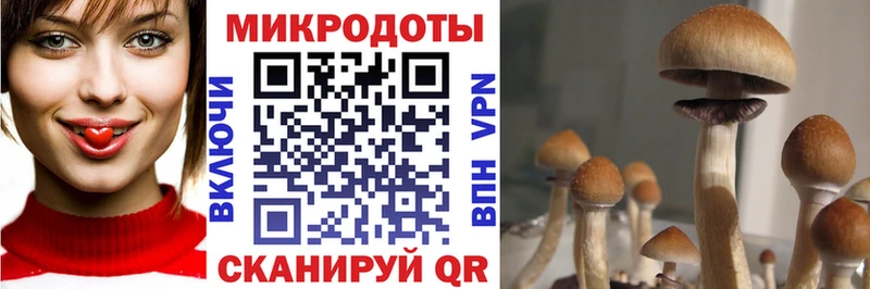 наркошоп  Бахчисарай  Галлюциногенные грибы Cubensis 
